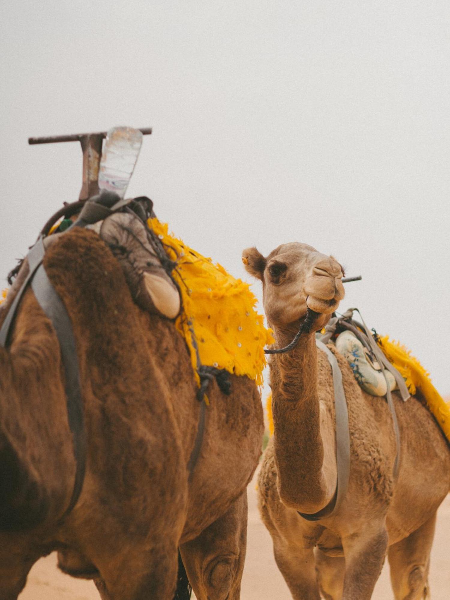Kam Kam Dunes Merzouga Esterno foto